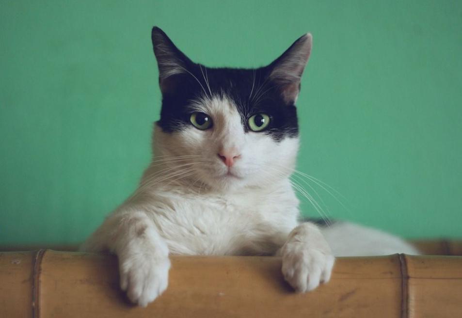 TikTok tracked a cat’s account to spy on its owner. Is your privacy at risk?
